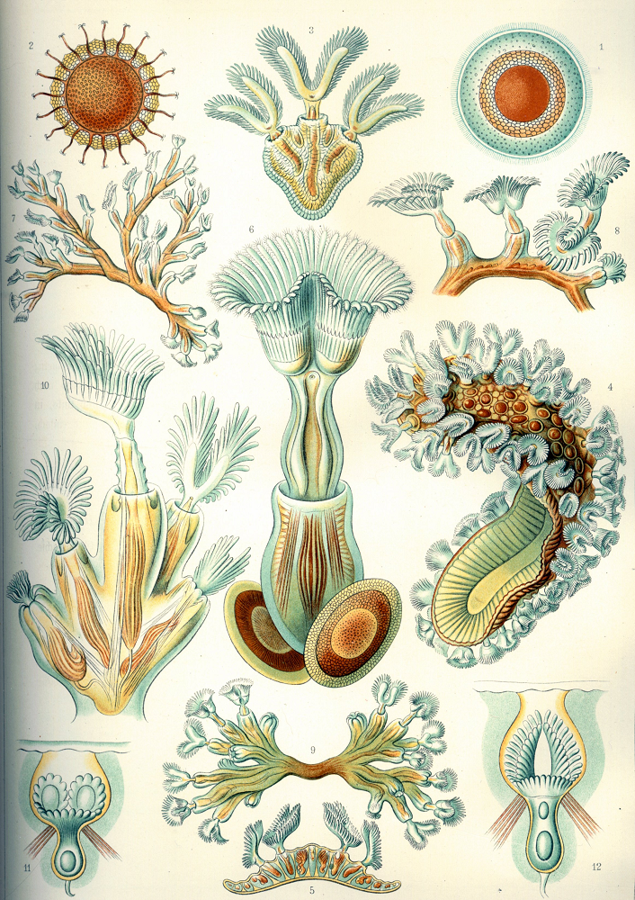 Bryozoans không chỉ quan trọng đối với hệ sinh thái biển mà còn có giá trị lớn trong nghiên cứu khoa học. Các nhà khoa học đã nghiên cứu bryozoans để hiểu rõ hơn về quá trình sinh sản, phát triển và cấu trúc của chúng. Một số nghiên cứu cũng đã phát hiện rằng bryozoans có khả năng sản xuất các hợp chất hóa học có tính kháng khuẩn và kháng nấm, mở ra tiềm năng ứng dụng trong y học.(Ảnh: Wikipedia)