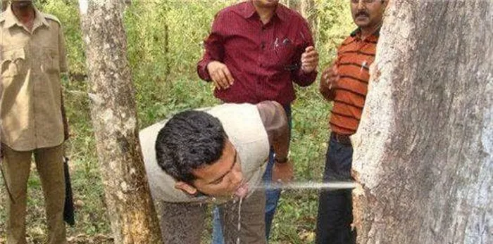 Cây ve chai trở nên quý giá trong việc cung cấp nước cho những người sống trong vùng sa mạc.