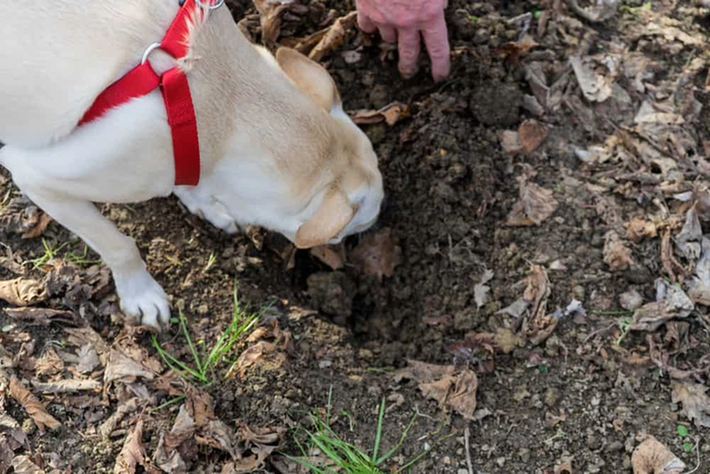 Một người đàn ông và chú chó cưng đã vô tình phát hiện một loại nấm truffle độc đáo trong khu rừng ở vùng Piedmont, nước Ý.