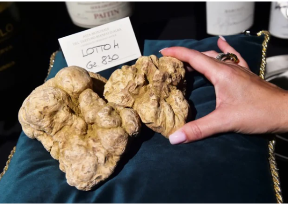 Trong một cuộc đấu giá, một cây nấm truffle trắng đã được bán với giá 103.000 euro, trong một trường hợp khác, 11 cây nấm trắng được bán với giá hơn 7 tỷ đồng.