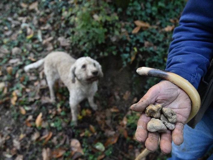 Nấm truffle đắt tiền này rất khó tìm thấy và phát triển, vì vậy việc tìm kiếm chúng thường được ví von như đào vàng hay đào kim cương.