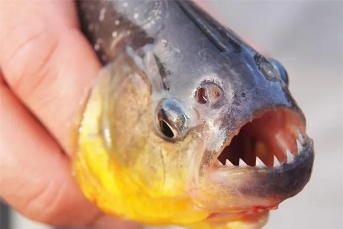 7. Cá Piranha: Cá Piranha sống theo bầy đàn và có hàm răng sắc nhọn, tuy nguy hiểm cho động vật nhưng chưa có báo cáo nào về tấn công con người.