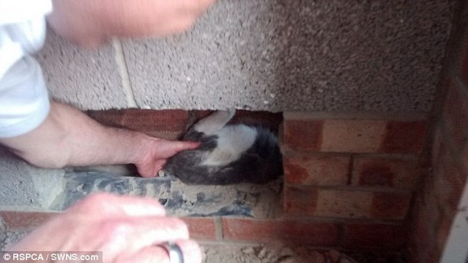 Các nhân viên cứu hỏa đã mất 30 phút để đục tường và giải cứu Marv.