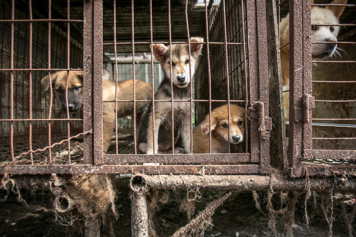 Chó bị nhốt trong những căn lồng rỉ sét cũ kỹ. Toàn khu trang trại có gần 100 cũi sắt, giam giữ hơn 300 con chó. USA Today cho biết không gian tại khu trại ầm ĩ với tiếng sủa, tiếng rên của hàng trăm con chó cùng mùi hôi thối nồng nặc. Ảnh: USA Today.