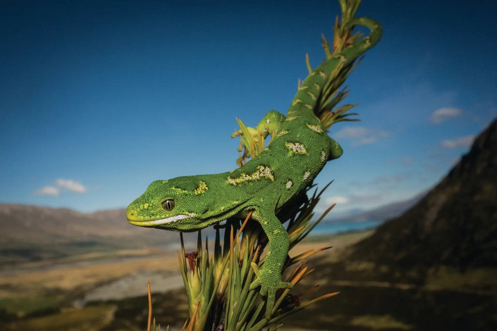 Tắc kè Jewelled ở tây bắc vùng Otago, New Zealand.