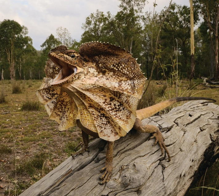 Thằn lằn cổ diềm ở thị trấn Agnes Water, bang Queensland, Australia.