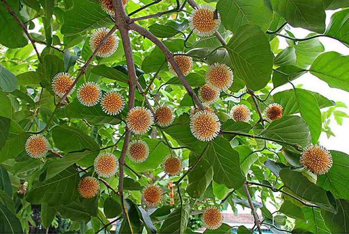 Giờ đây thứ quả này được bán trên mạng với giá 100.000-120.000 đồng/kg, hàng có đến đâu khách đặt hết đến đó.
