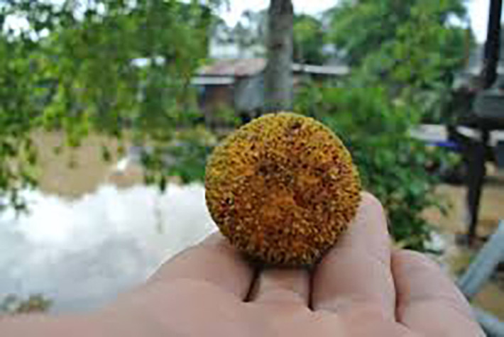 Trước đây thứ quả này mọc dại ở khe suối, trồng làm hàng rào