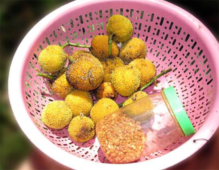 Bên trong ruột gáo lại vàng ươm trông như trái dứa.