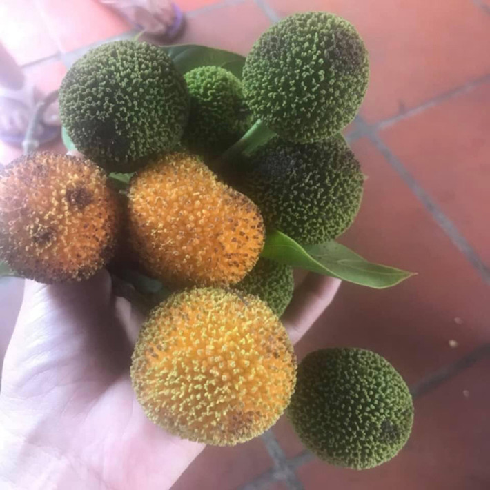 Nhìn ảnh chắc hẳn nhiều người sẽ thấy lạ lẫm. Đây là trái gáo - một loại quả đặc sản có ở Ninh Bình và một số nơi ở miền Tây.