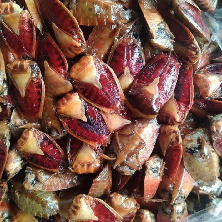 Bọ xít non là ngon nhất, giá lên tới 400.000 đồng/kg, còn cuối mùa bọ xít già giá chỉ còn khoảng 300.000 đồng/kg