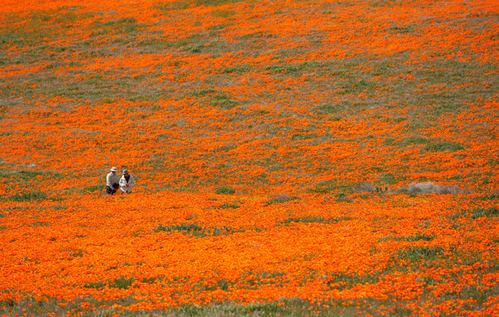 CÁnh đồng hoa ở Lancaster, California, Mỹ.