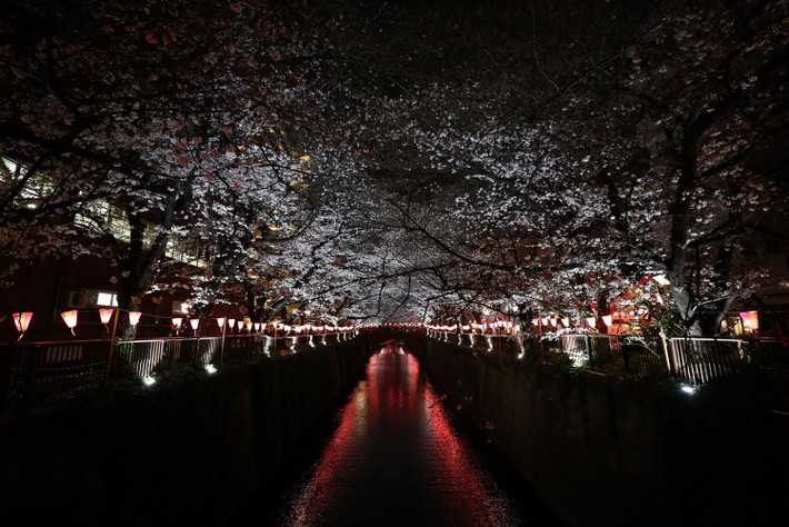 Những cây hoa anh đào ở dọc sông Meguro, Tokyo, Nhật Bản trước ngưỡng cửa mùa xuân.
