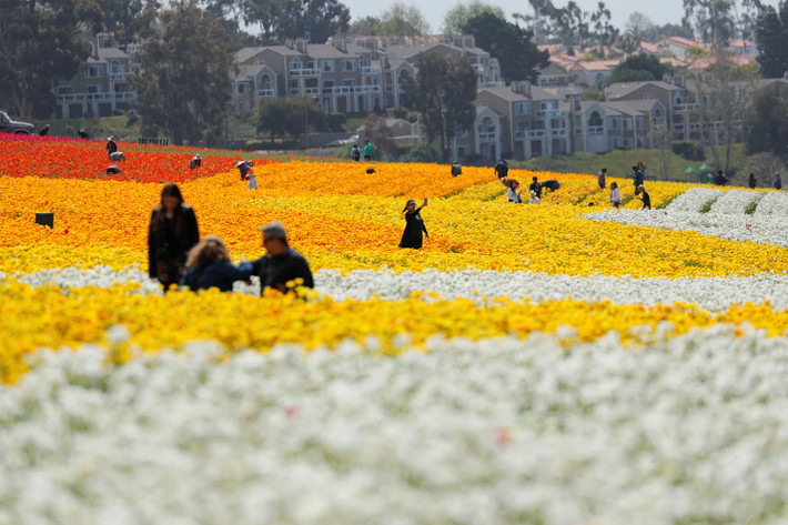 Cánh đồng hoa khổng lồ với diện tích hơn 50 mẫu ở Carlsbad, California.