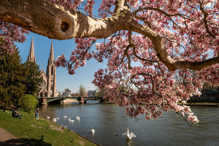 Cây hoa mộc lan khoe sắc bên cạnh khu trung tâm Strasbourg, Pháp.