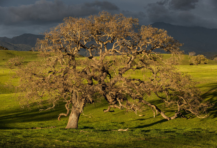 Một loạt các cơn mưa xuân đã mang lại mầm sống cho thung lũng Santa Ynez, California.