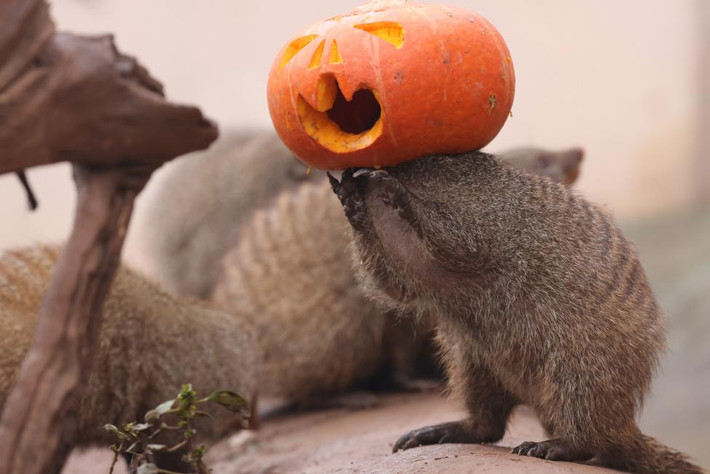 Một con cầy mangut nghịch quả bí ngô Halloween tại một sở thú ở Trùng Khánh, Trung Quốc. Ảnh Reuters