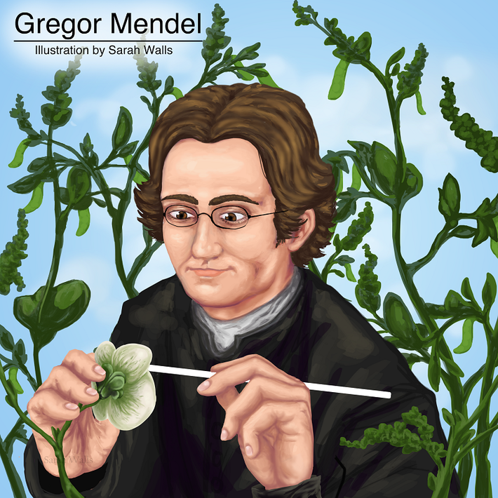 "Mendel là một người hiểu biết đa ngành, với những ý tưởng đặc biệt đi trước thời đại. Đó cũng là lý do tại sao chúng tôi đồng ý cho khai quật và nghiên cứu khoa học. Chúng tôi mong muốn di sản của ông được trường tồn và được công chúng biết đến", ông Paul Graham, trợ lý Tổng giáo phận, cho biết vào tháng 12/2021.