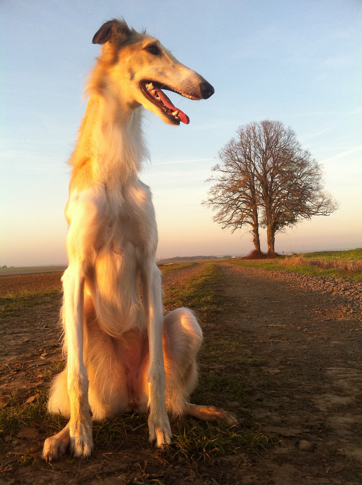 Chó Borzoi rất được giới quý tộc Nga ưa chuộng. Họ sử dụng chúng trong những chuyến đi săn. Sau này, chúng trở nên nổi tiếng và lan rộng khắp châu Âu.