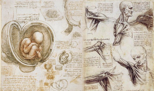 4. Sự tiến hoá của con người: Rất lâu trước khi Charles Darwin gây chấn động thế giới với thuyết tiến hóa của mình, da Vinci cũng có ý tưởng tương tự. Trên thực tế, rõ ràng ông cho rằng ý tưởng con người tiến hóa từ vượn là đương nhiên và thậm chí không thực sự cố gắng tranh luận về điều đó.