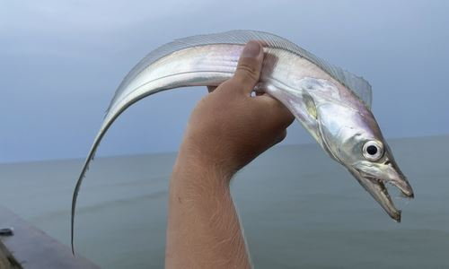 Nguyên nhân đến từ môi trường sống đặc thù ở biển sâu, nơi có áp suất cao, mà cá đã thích nghi hoàn toàn.(Ảnh: Marine Biodiversity Portal of Bangladesh)