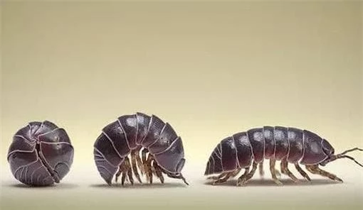Trong Đông y, bọ dưa hấu còn được gọi là "vợ chuột", có tác dụng chữa hen suyễn, lợi tiểu và giải độc.(Ảnh: DNVN)