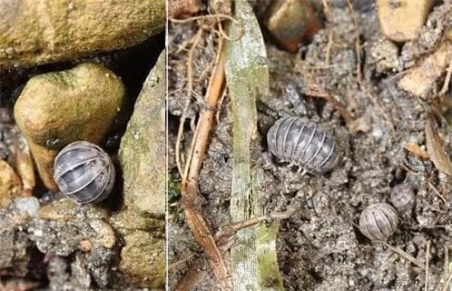 Người dân nông thôn thường ghét chúng vì nghĩ chúng bẩn, mang vi khuẩn và hình dáng nhiều chân gây sợ hãi.(Ảnh: DNVN)