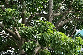 Mặc dù độc, cây được sử dụng trong y học dân gian để chữa bệnh chàm, thấp khớp, và làm thuốc tẩy. (Ảnh: Wikipedia)
