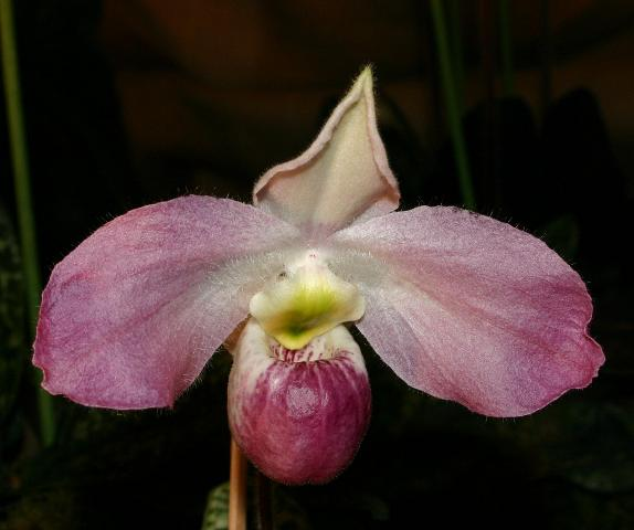 Lan hài Việt Nam (Paphiopedilum vietnamense) là loài lan đặc hữu, chỉ mọc tại huyện Đồng Hỷ, Thái Nguyên, là "báu vật" không nơi nào khác trên thế giới có. (Ảnh: Wikipedia)