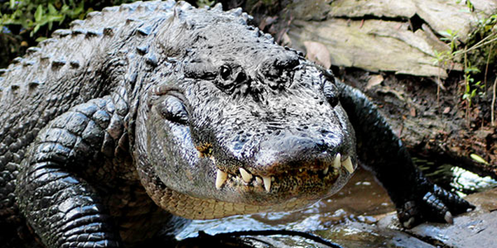 Cá sấu cũng có thể sống nhiều ngày không cần thức ăn. (Ảnh: National Wildlife Federation)