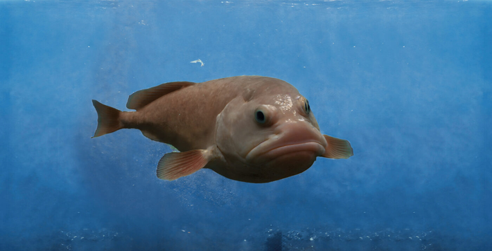 Khi rời môi trường sống, áp suất thay đổi đột ngột khiến cơ thể cá blobfish chảy xệ, tạo nên ngoại hình "í ẹ" mà con người thường thấy.(Ảnh: BioTriad Environmental)