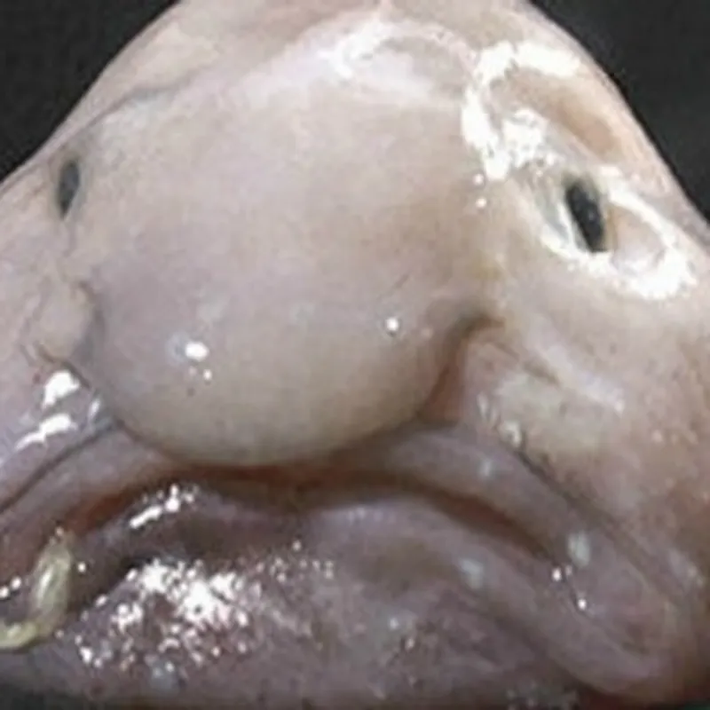 Ở môi trường tự nhiên dưới đáy biển, cá blobfish có ngoại hình bình thường và không xấu xí như khi bị đưa lên mặt nước.(Ảnh: Smithsonian Magazine)