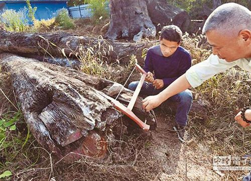 Gỗ cao cấp nhất là "âm trầm ngàn năm", hình thành từ cây chôn vùi qua quá trình carbon hóa hàng vạn năm. (Ảnh: Việt Giải Trí)