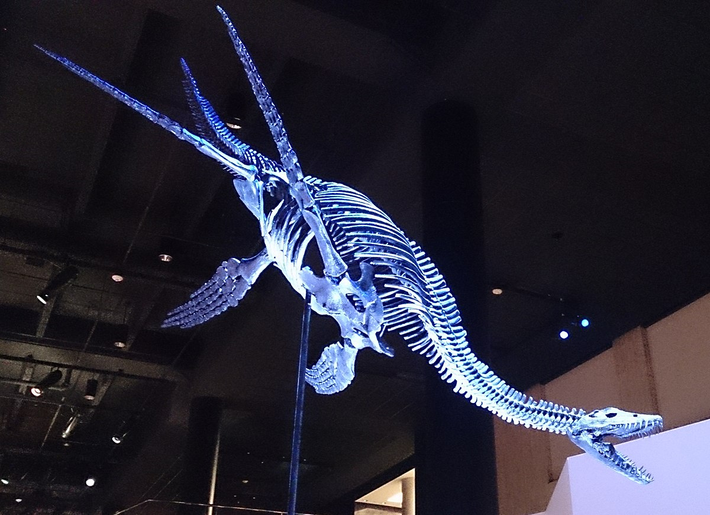 Plesiosaur đã tuyệt chủng từ kỷ Jura, và nếu còn tồn tại, chúng phải sống theo nhóm chứ không chỉ có một cá thể.(Ảnh: Wikipedia)