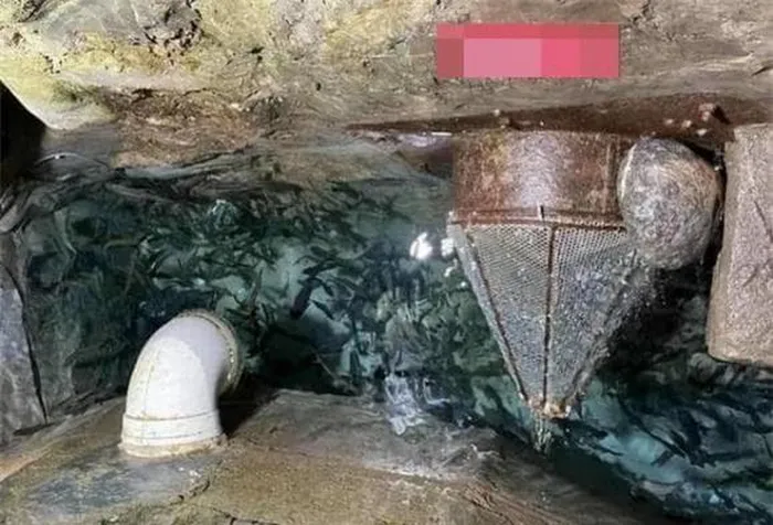 Sở thủy sản địa phương xác định suối cá hình thành do ông đào trúng sông ngầm trong địa hình đá vôi, nơi loài cá trê bản địa Vân Nam sinh sống.(Ảnh:DNVN)