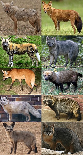Họ Chó (Canidae) là một họ thuộc Bộ Ăn thịt trong lớp động vật có vú. Họ này bao gồm các loài như chó, sói, cáo, sói đồng cỏ và chó rừng. Tất cả các loài động vật này đều đi bằng đầu ngón chân của chúng, chúng đều có mõm dài, tai nhọn, nanh sắc, khứu giác nhạy, thân hình thon thả và nhanh nhẹn.