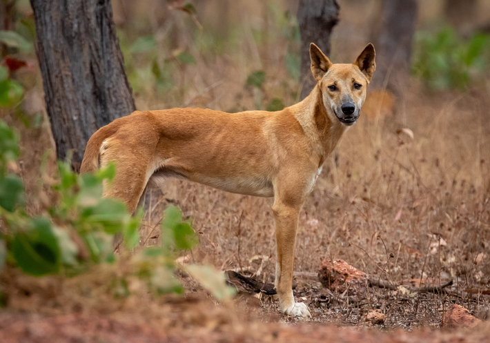 Chó nhà được một số học giả liệt kê như là Canis familiaris còn những người khác (bao gồm cả Viện Smithsonian và Hiệp hội các nhà nghiên cứu thú Hoa Kỳ) lại coi nó là phân loài của sói xám (tức là Canis lupus familiaris).
