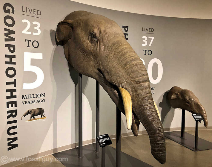 Gomphothere có trọng lượng khoảng 4-5 tấn, tương đương với voi châu Phi hiện đại, nhưng có gương mặt khá giống những con quái vật trong phim: cặp ngà to và nhọn từ hàm trên, cùng với cặp ngà ngắn hơn từ hàm dưới, tạo nên hình ảnh đáng sợ.