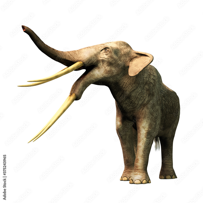 Đây là gomphothere trưởng thành, có niên đại khoảng 6 triệu năm, chiều cao lên tới 2,4 m và chiều dài hộp sọ với ngà khoảng 2,7 m.