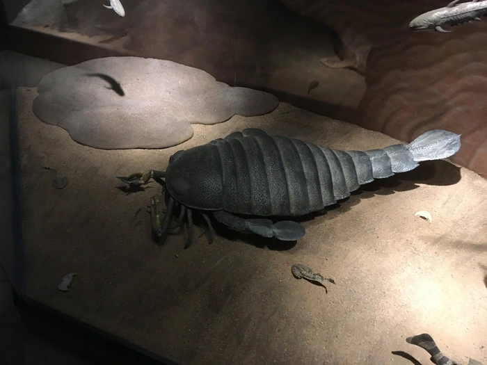Trong số đó, loài bọ cạp biển Pterygotus australis đã làm nên những khám phá đáng chú ý và gợi mở về một thế giới cổ đại đầy bí ẩn và hấp dẫn.