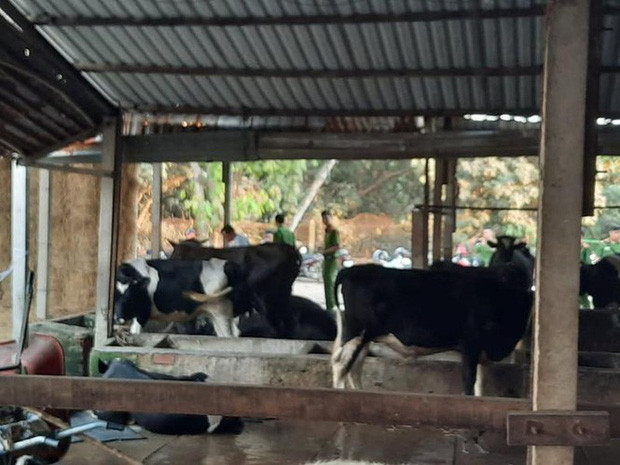 Mới đây, gia đình có con bò chết do trúng đạn của Tuấn ‘khỉ’ trong vụ xả súng 5 người thương vong vào sáng 29/1 ở Củ Chi (TP HCM), đã có đơn yêu cầu gia đình Tuấn ‘khỉ” bồi thường con bò đã chết với số tiền 40 triệu đồng. (Ảnh: Zing)