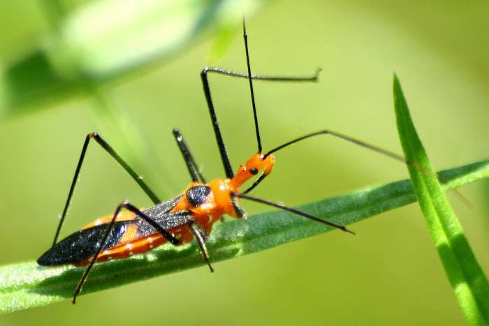 Bọ sát thủ, ruồi Tsetse, ốc sên nước ngọt (mỗi loài 10.000 người/năm): Những loài động vật nhỏ bé này gây ra cái chết của hàng chục nghìn người mỗi năm. Chúng mang trong mình kí sinh trùng nguy hiểm có thể truyền qua người qua đường ăn uống và vết đốt. Các loài kí sinh trùng này thường khiến nội tạng người ngừng hoạt động. Ảnh: Beneficial Bugs.