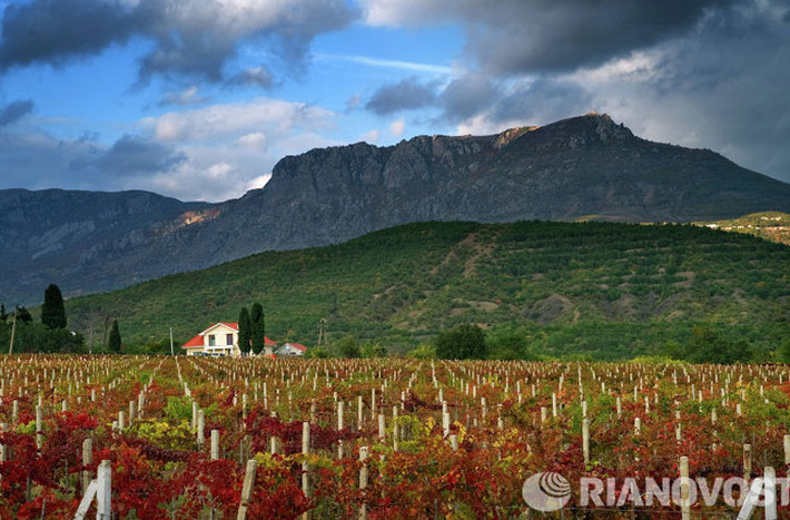 Những vườn nho đang độ chín gần làng Nizhnyaya Kutuzovka. Cảnh sắc trời thu ở Crimea được lột tả chân thực qua bộ ảnh của hãng Ria Novosti.