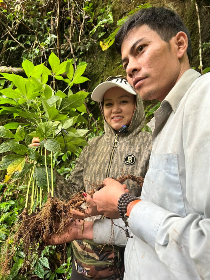 Sâm Ngọc Linh thuộc họ thảo dược Araliaceae và là một trong những loài sâm độc đáo và quý hiếm nhất trên thế giới.