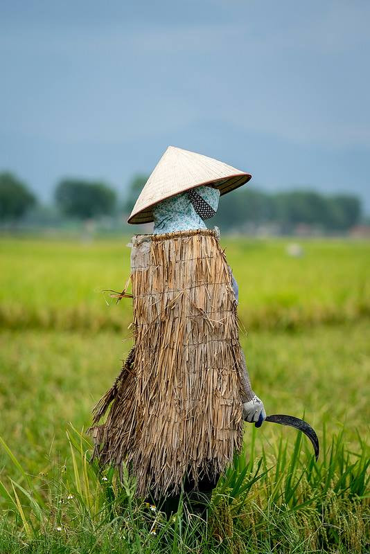 Những chiếc áo tơi, dù hiếm có nhưng vẫn có thể bắt gặp ở một số vùng quê miền Trung nước ta, thậm chí có những làng nghề làm áo tơi truyền thống tại Hà Tĩnh vẫn còn hoạt động. Ảnh: Hanoispanorama skylinegallery.