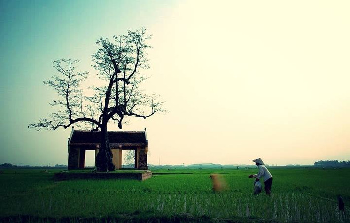 Hình ảnh làng quê với miếu thờ và một cây cổ thụ mọc lên giữa cánh đồng xanh mướt. Ảnh: Hanoispanorama skylinegallery.