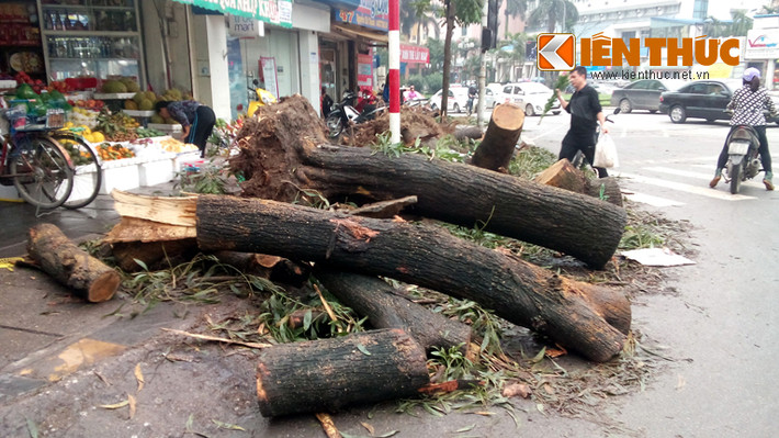 Những thân cây nằm lăn lóc trên vỉa hè, dưới lòng đường Nguyễn Chí Thanh.