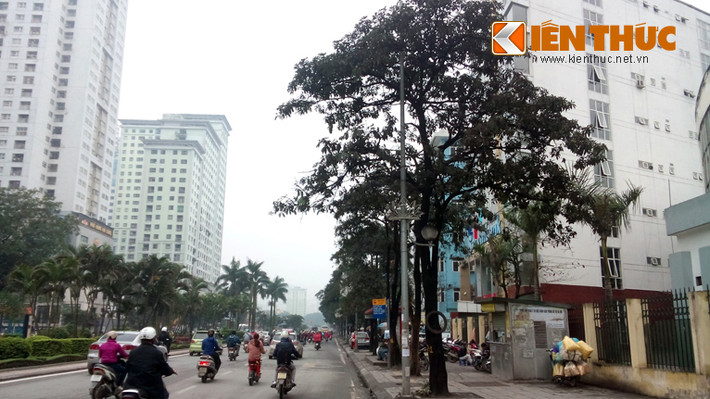 Liên quan đến việc thay thế cây xanh trên đường Nguyễn Chí Thanh, trao đổi với PV Kiến Thức một công nhân Công ty cây xanh Hà Nội cho biết: "Đơn vị đang tiến hành chặt bỏ hàng loạt cây xanh 2 bên đường Nguyễn Chí Thanh, con đường được xem là đẹp nhất Hà Nội để thay thế bằng cây vàng tâm".