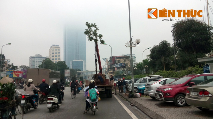 Những cây vàng tâm được mang đến trồng thay thế.