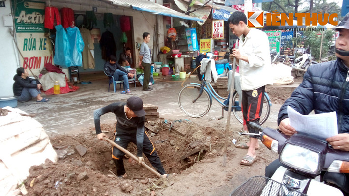 Sau khi đốn hạ hàng cây cũ, các công nhân tiến hành đào gốc cây để thay thế luôn bằng cây mới.